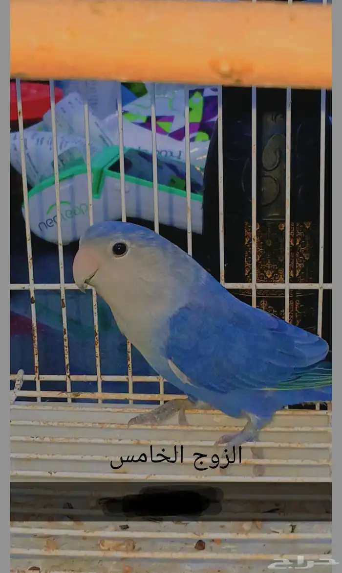 أزواج روز منتجه 9