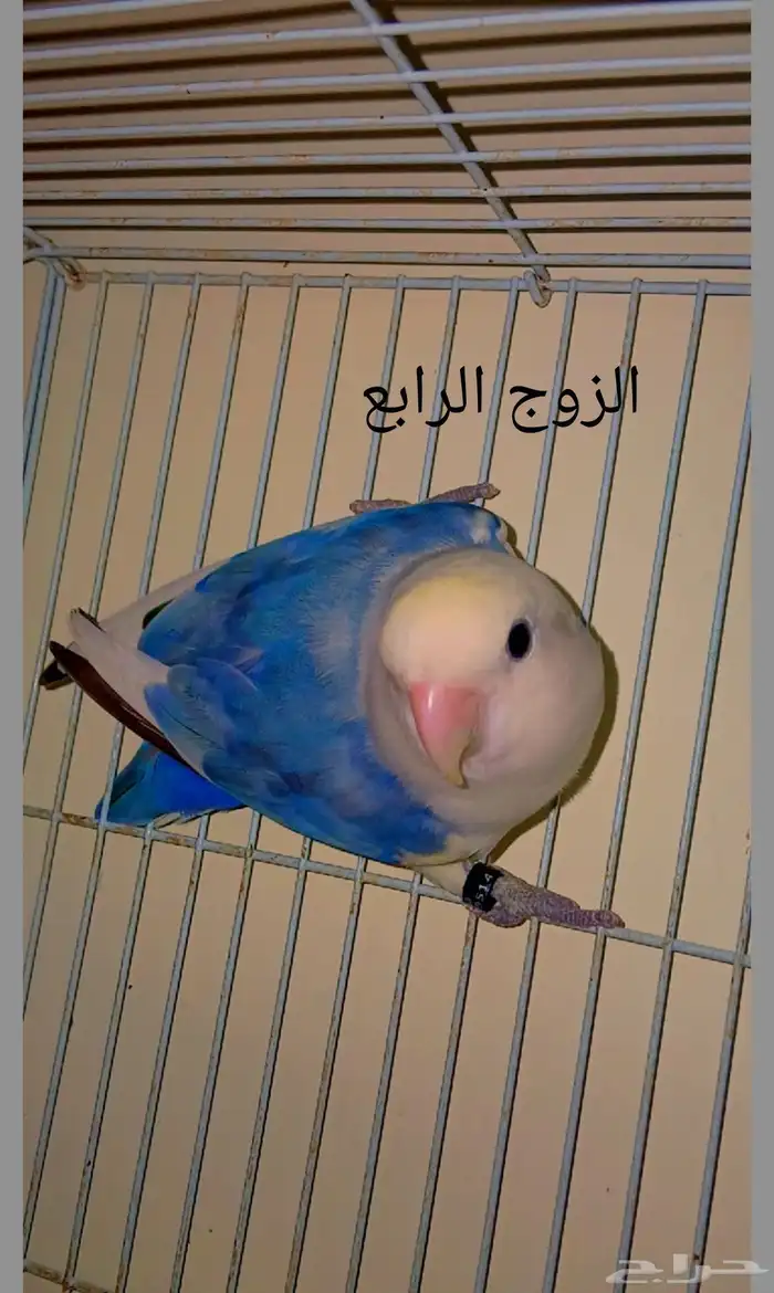 أزواج روز منتجه 4