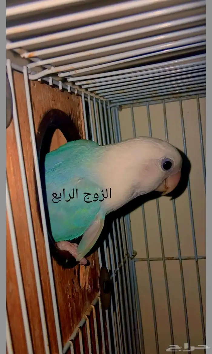 أزواج روز منتجه 6