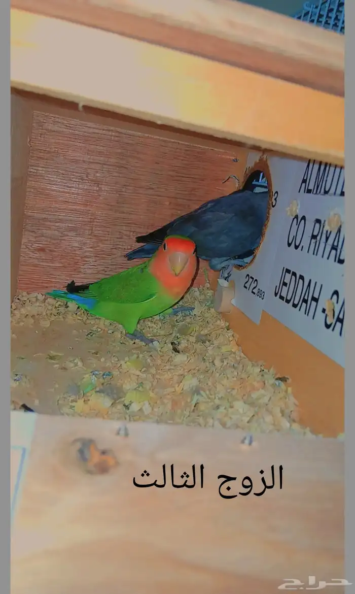 أزواج روز منتجه 3