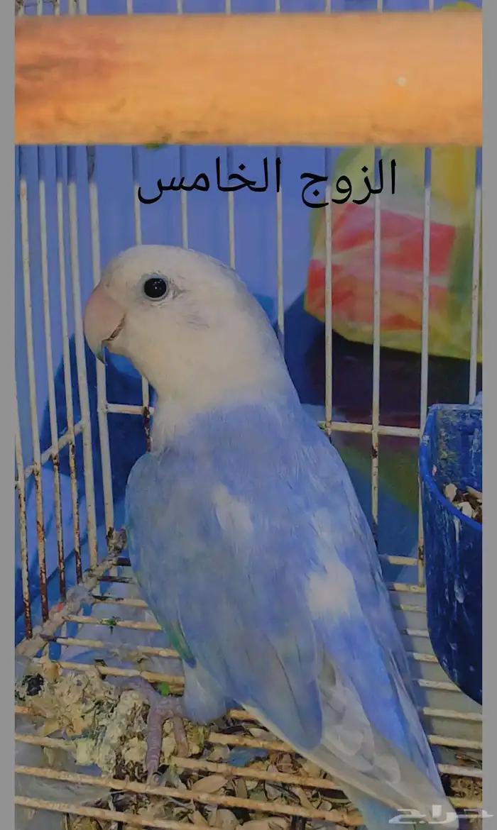 أزواج روز منتجه 8