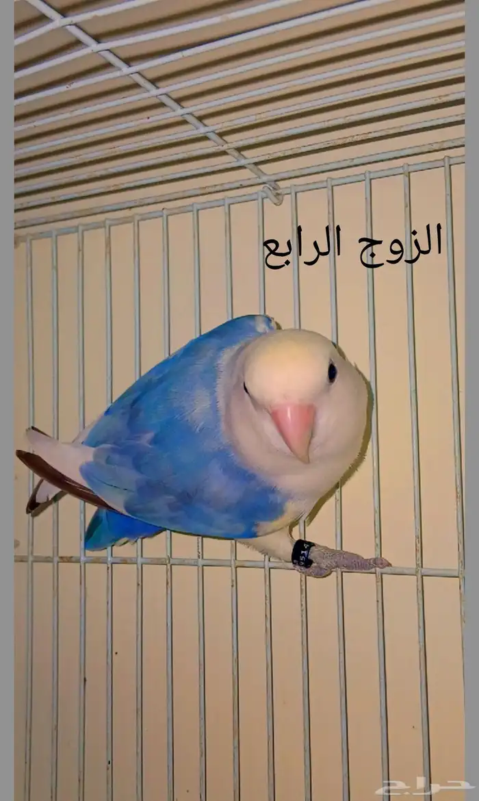 أزواج روز منتجه 5