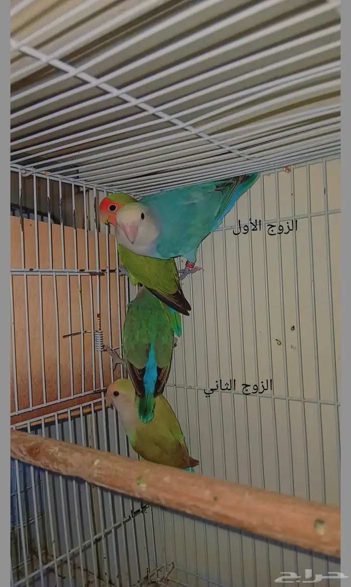 أزواج روز منتجه 0