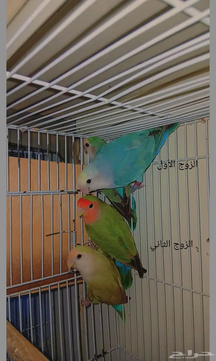 أزواج روز منتجه 1