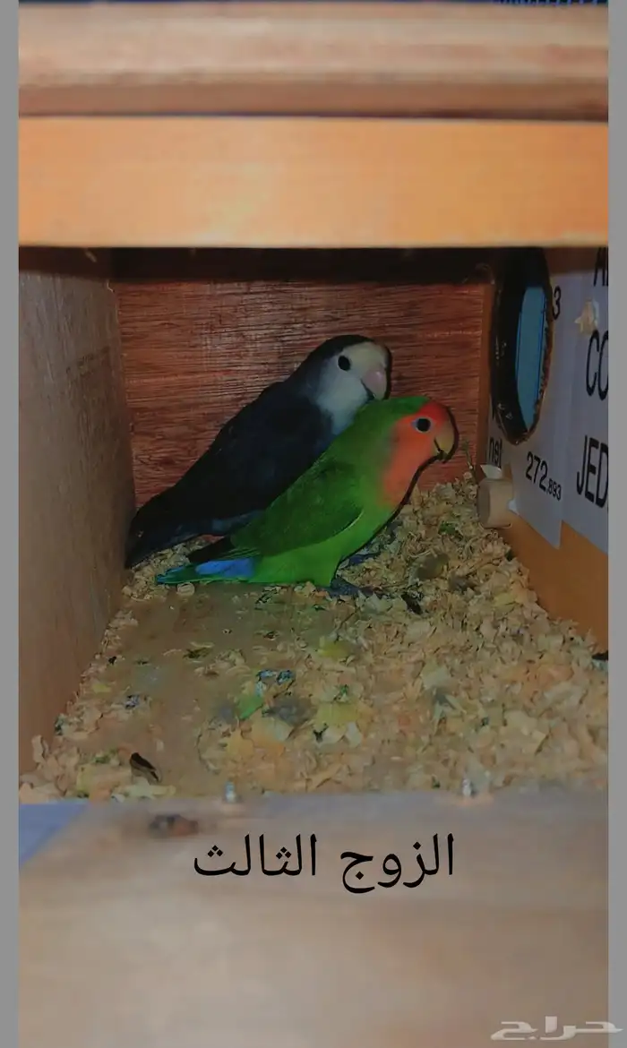 أزواج روز منتجه 2