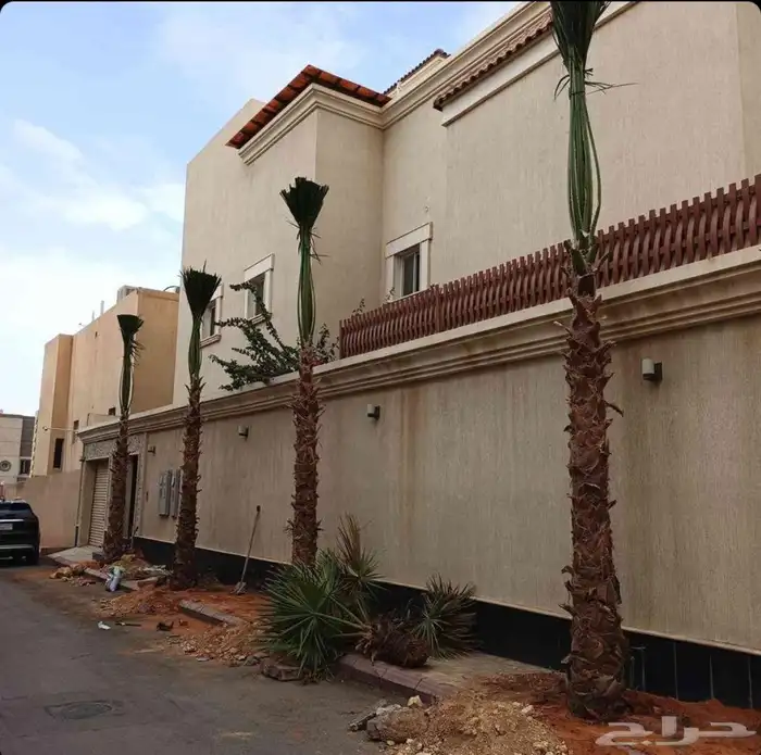 نخل نخيل واشنطن 2