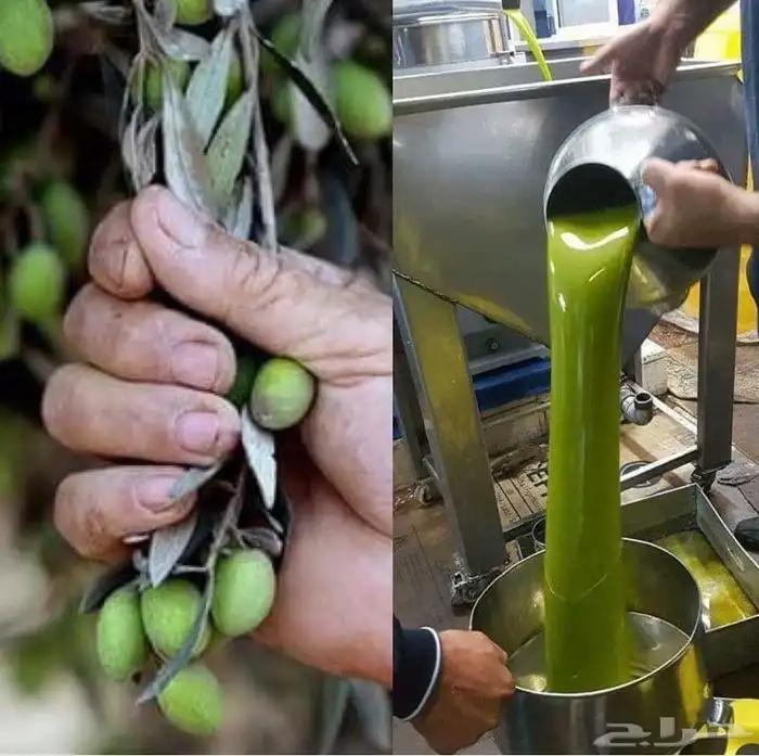 زيت زيتون فلسطيني بكر بعل جديد معصور ع البارد فاخر لكل المدن 5