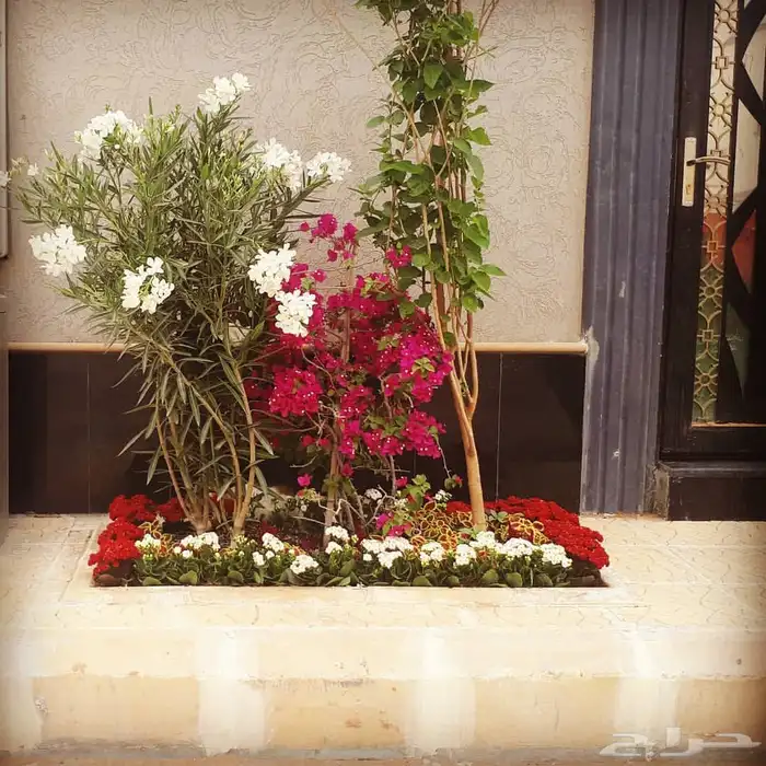 ثيل طبيعي وي ترتيب شجار 5