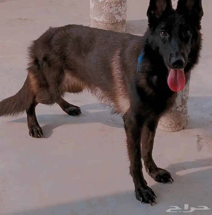 جدة كيلو 14 1