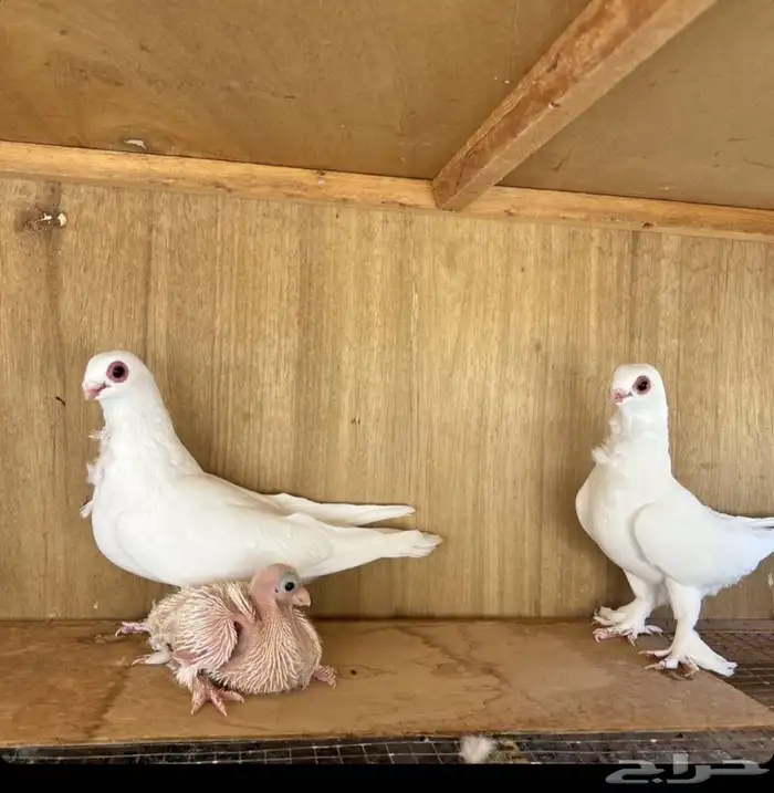 السلام عليكم ورحمة الله وبركاته يااخواني مطلوب حمام بولندي 0