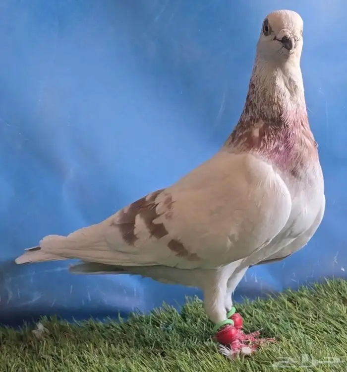 جووز بوز احمر بكحله مع انتاجه 3