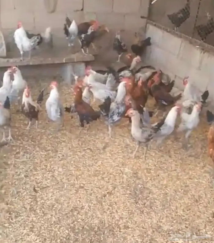 دجاج بياض وديوك وفراريج للبيع 1