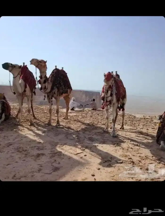 إجار جمال ركبي رحول لي التصوير وا الفعاليات وا المناسبه 0