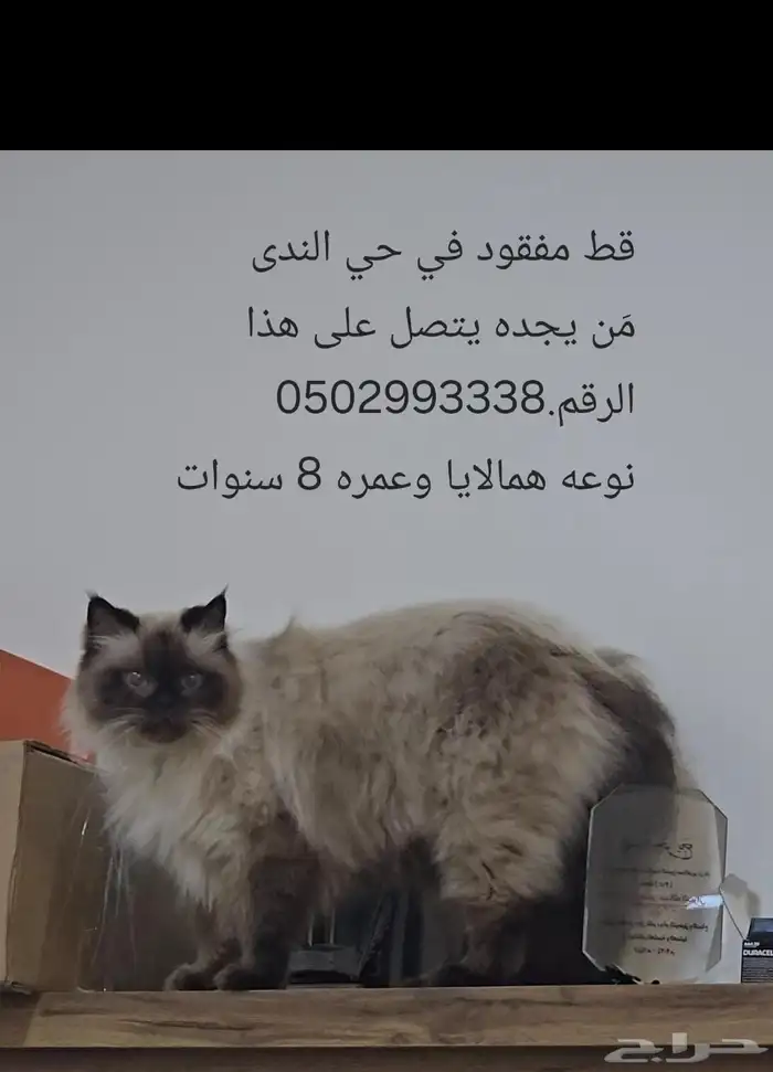 قط ضائع قط مفقود في حي الندى بالدمام عمره 8 سنوات هملايا 0