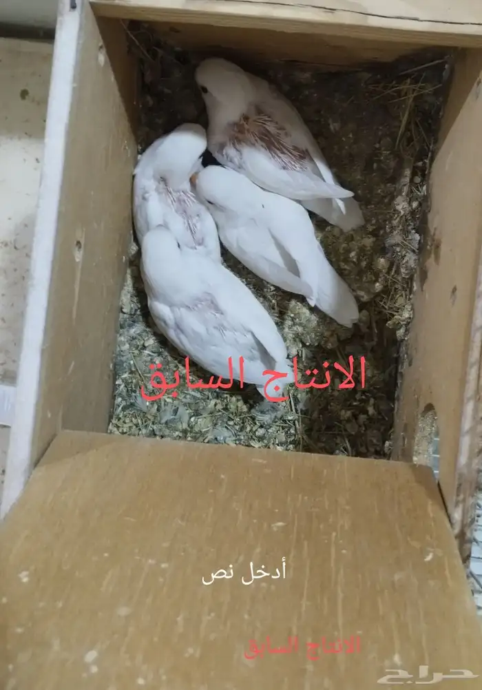 جوز روز البينو 6