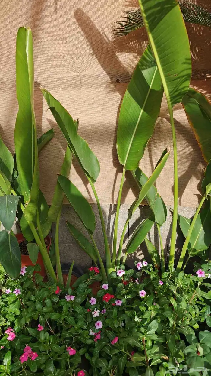 الزراعة الثيل الطبيعي وتركيب شبكات الري العادي والاتوماتيك 1