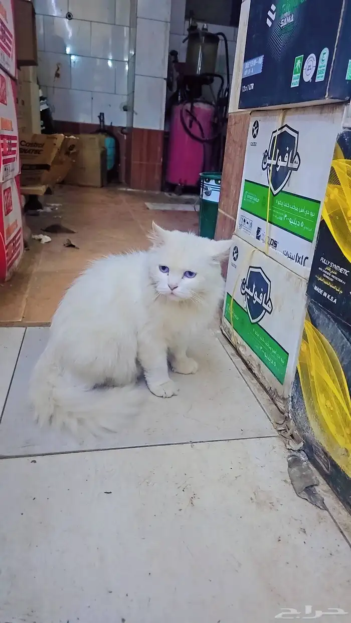 قطه شيرازي اليفه للبيع 0