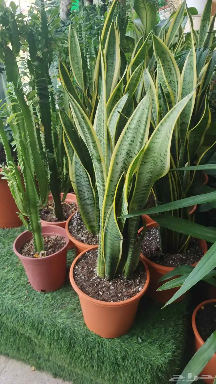 الزراعة الثيل الطبيعي وتركيب شبكات الري العادي والاتوماتيك 2