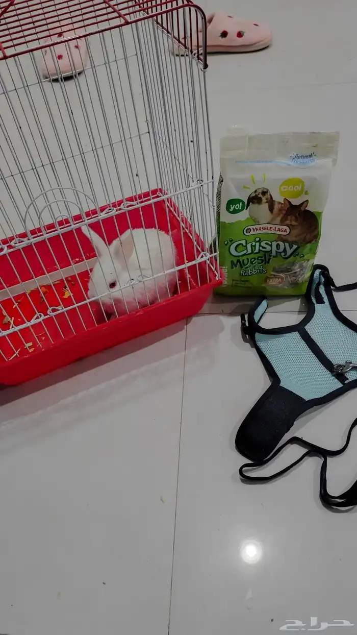 ارنب صغير عيونه فيها مشكله واتمنى الي ياخذه يخاف الله فيه 2