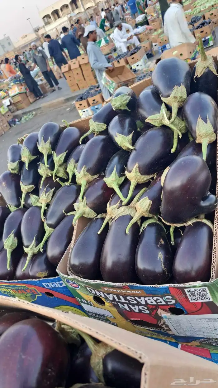 مندوب وموزع خضار 8