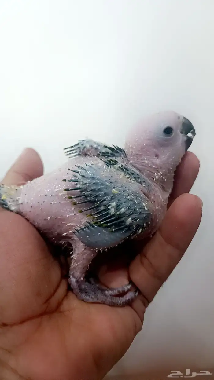 فرخ صن كنيور ( شمسي ) 3