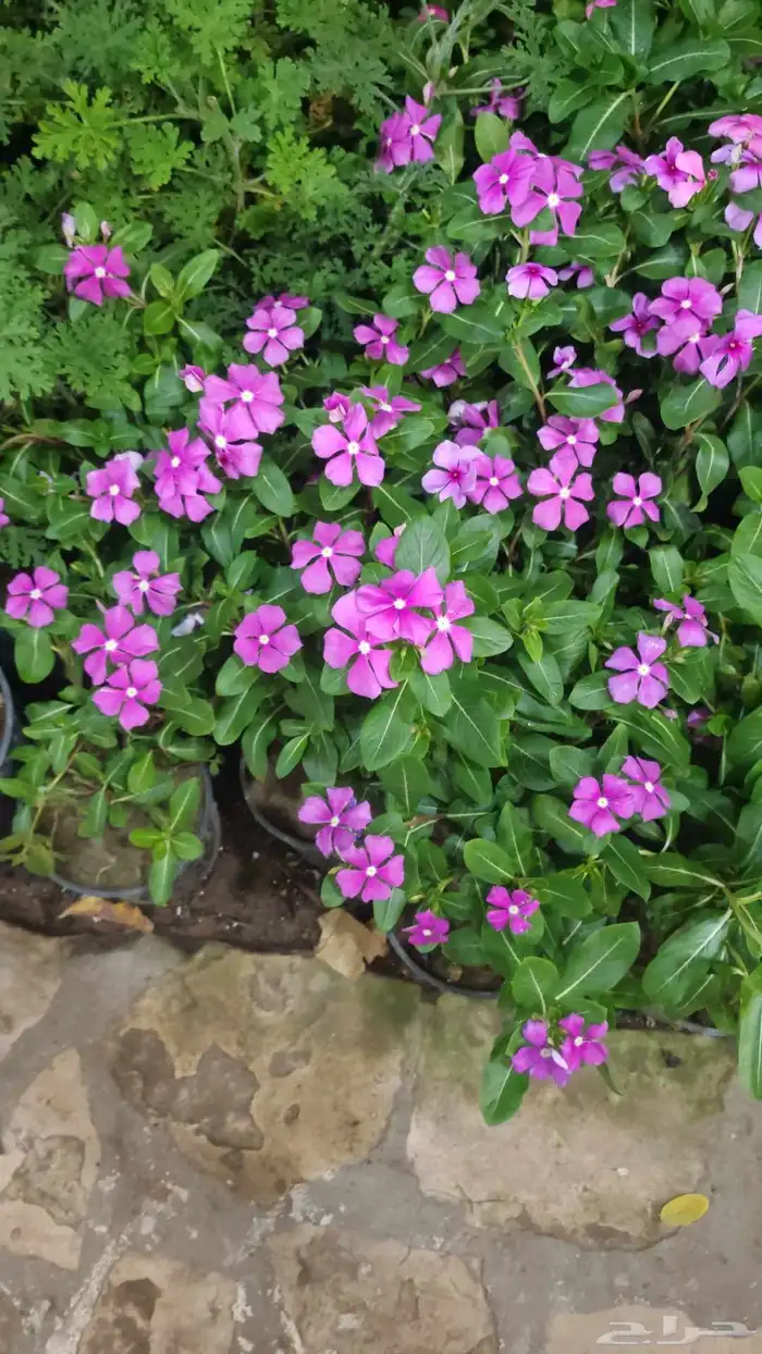 الزراعة الثيل الطبيعي وتركيب شبكات الري العادي والاتوماتيك 3