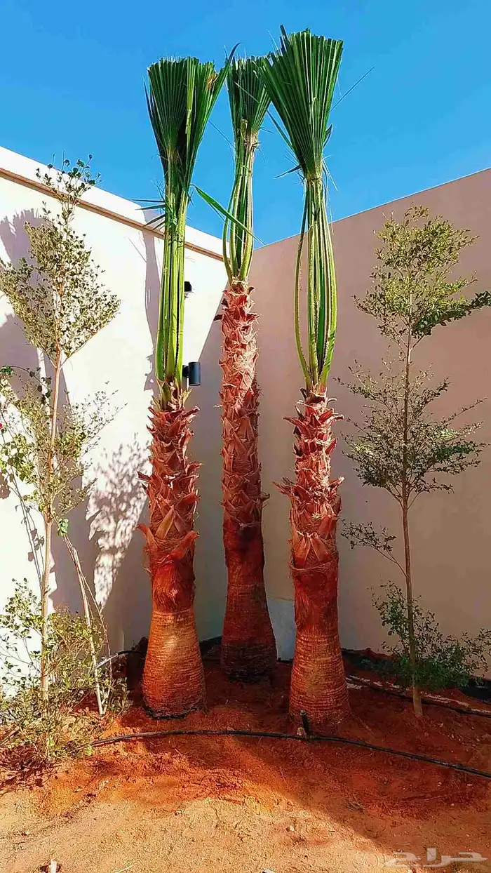 نخل نخيل واشنطن 0