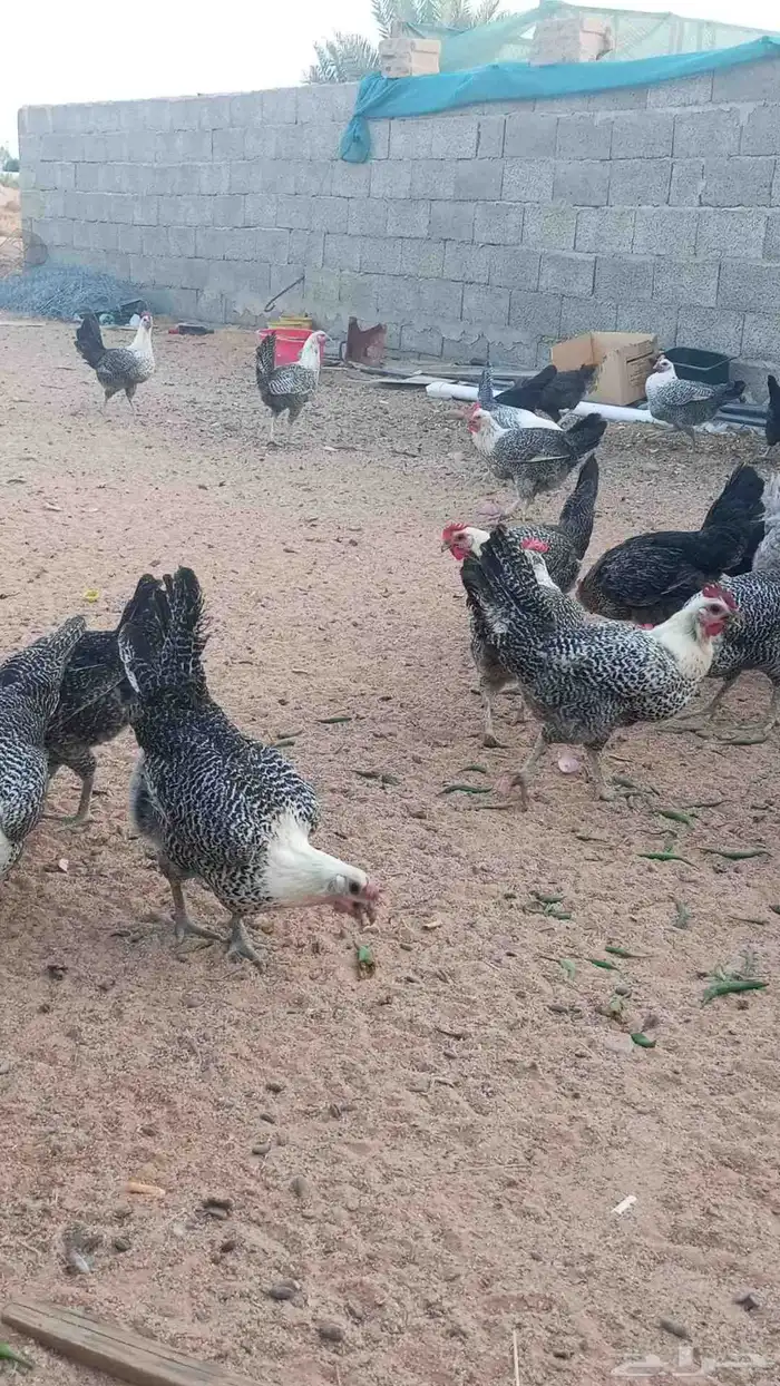 الي عنده دجاج بياض كميات كبيره يتواصل معي 0