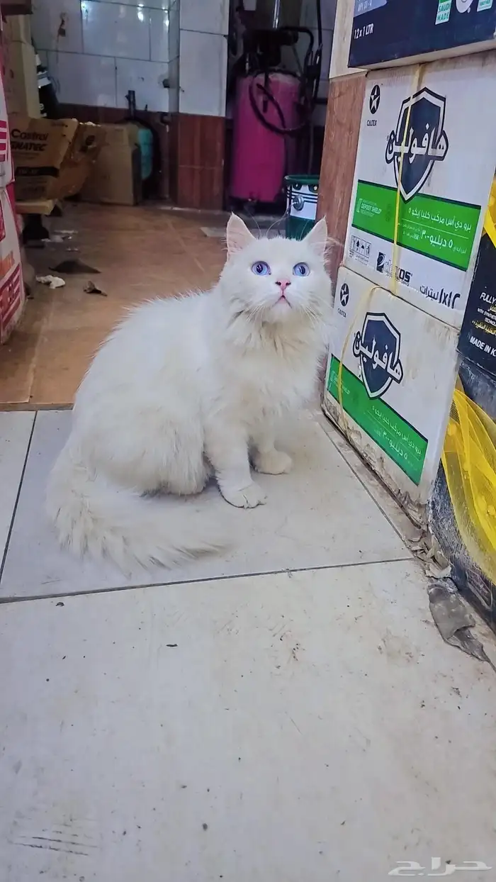 قطه شيرازي اليفه للبيع 2