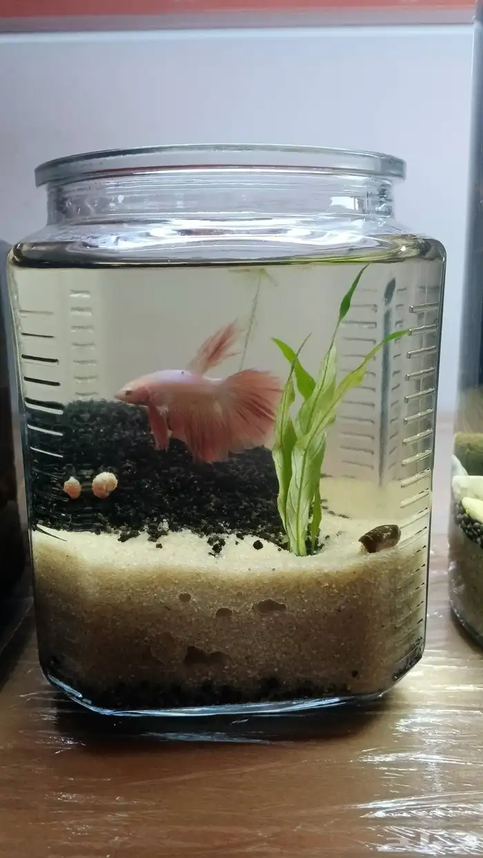 اسماك متنوعه باسعار رخيصه 2