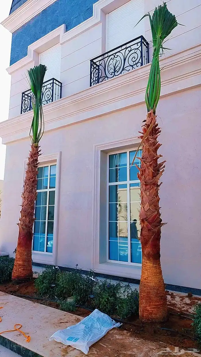 نخل نخيل واشنطن 1