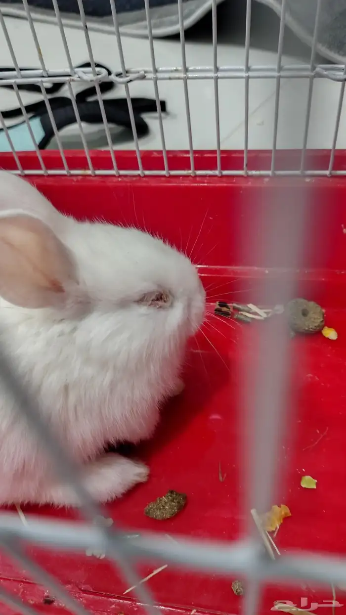 ارنب صغير عيونه فيها مشكله واتمنى الي ياخذه يخاف الله فيه 0