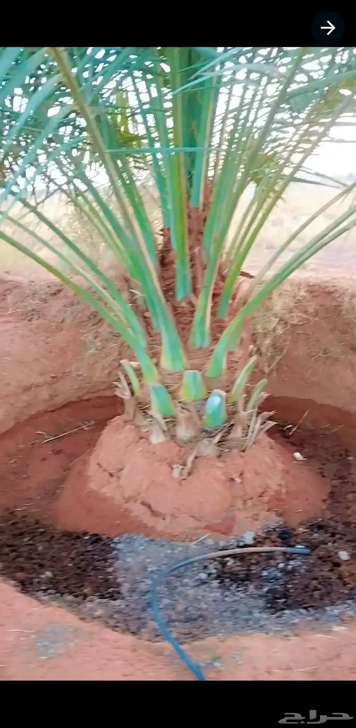 نخل مثمر نخل القصيم للبيع نبت سالم مجدول سكري ونانه لبانه صف 0
