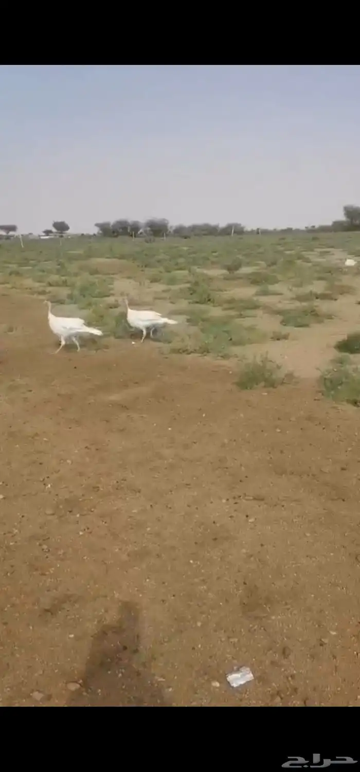 ديكة رومي ابيض 0