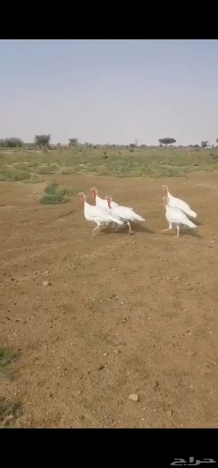 ديكة رومي ابيض 1