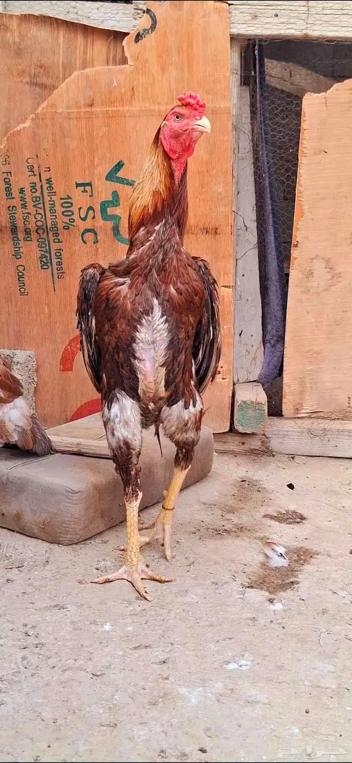 ديك شامو ياباني 2