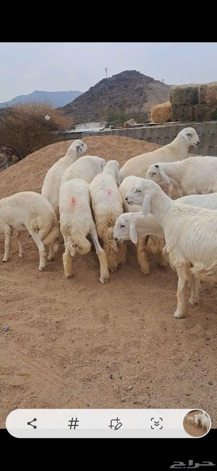 للبيع طليان جبره وفل شحم 1