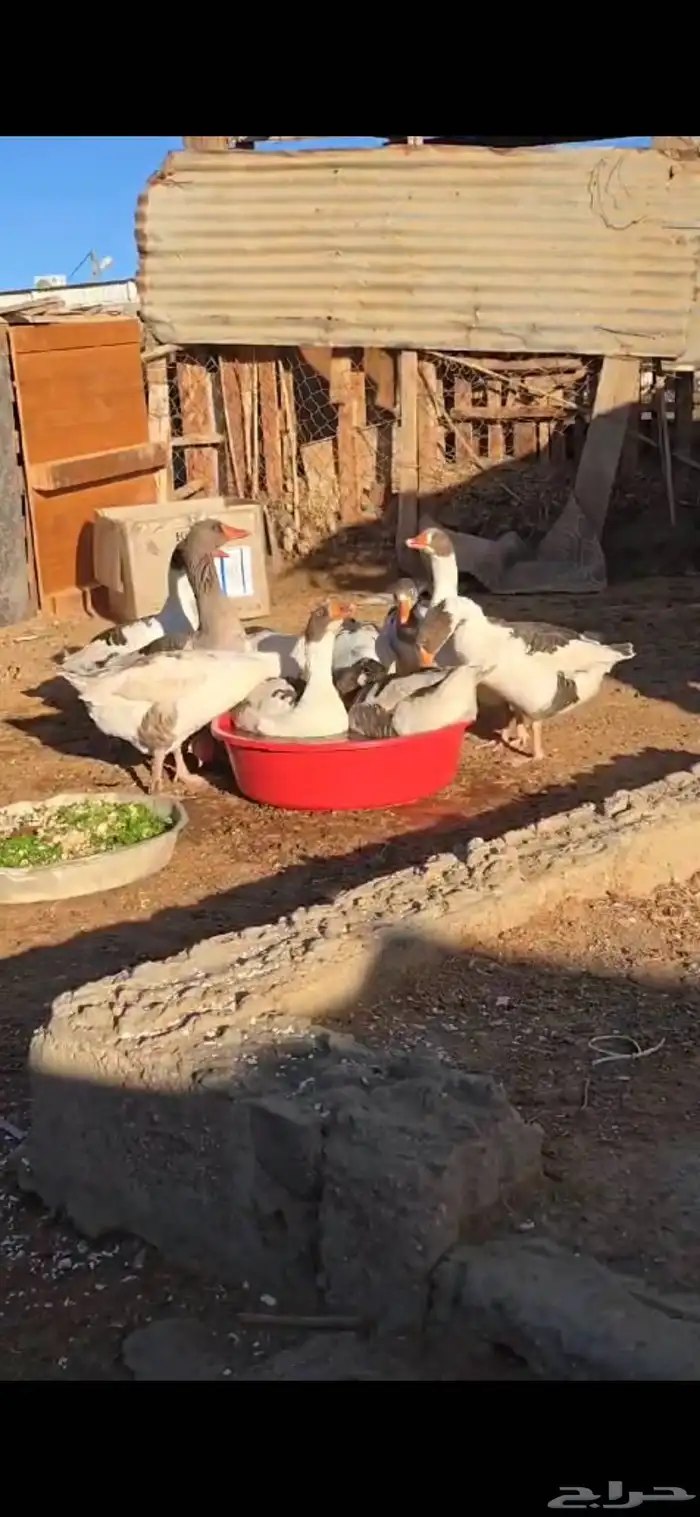 وز بلدي للبيع 2