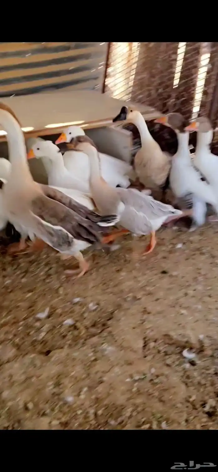 وز بلدي للبيع 1