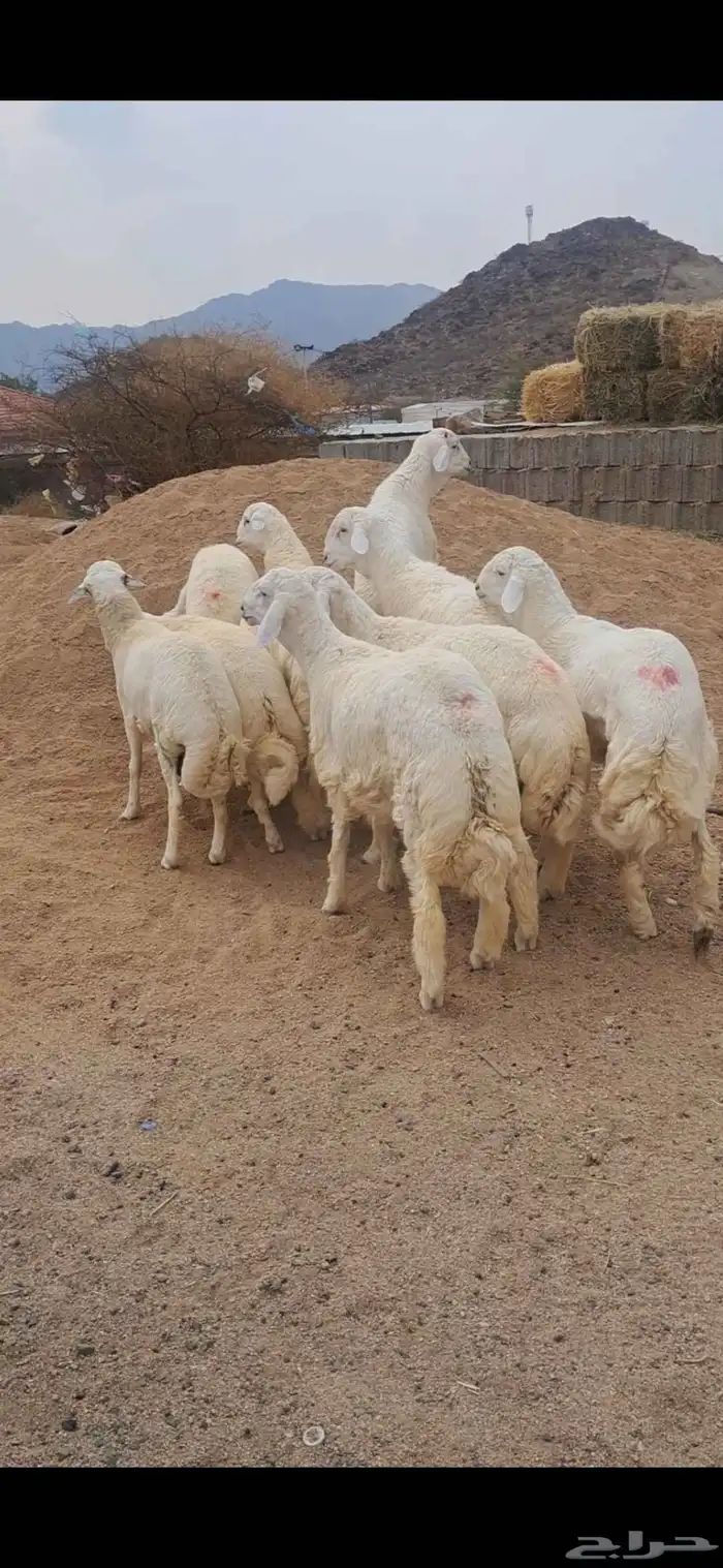 للبيع طليان جبره وفل شحم 0