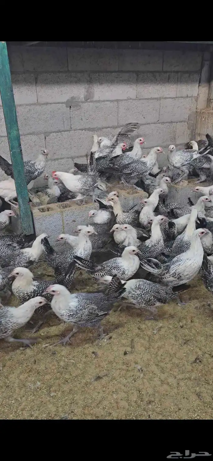 للبيع دجاج فيومي كلها دجاج باقي ان شاء الله شهر يبدا بيض 0