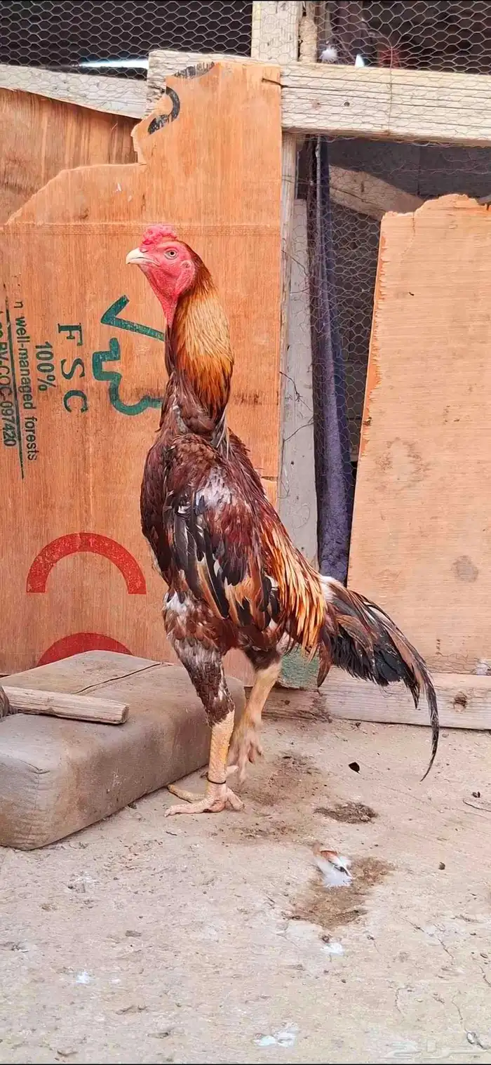 ديك شامو ياباني 4