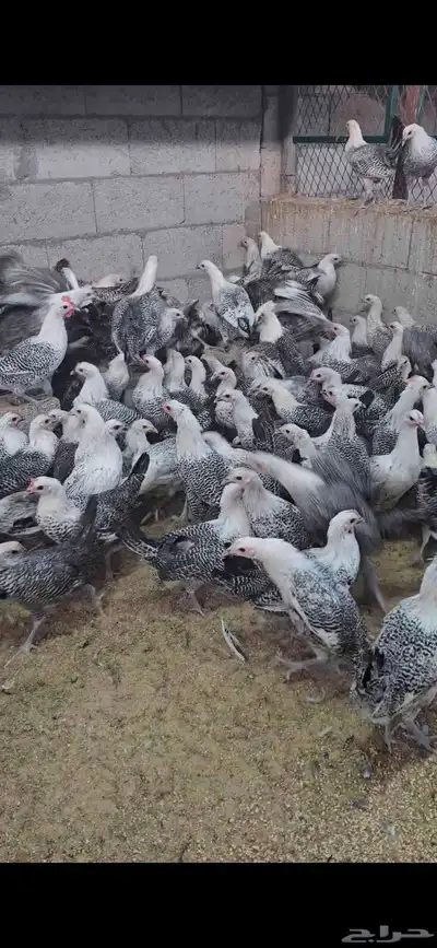 للبيع دجاج فيومي كلها دجاج باقي ان شاء الله شهر يبدا بيض index