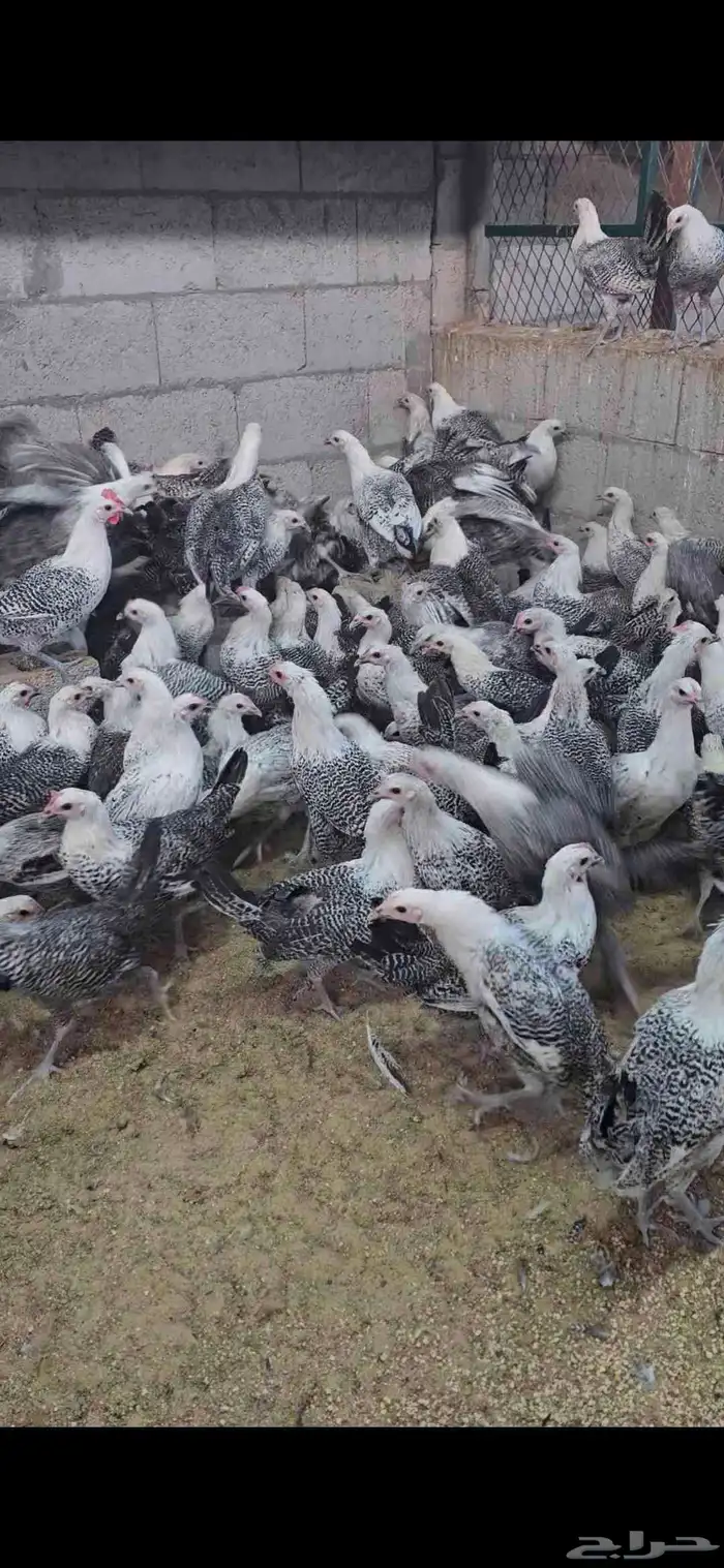 للبيع دجاج فيومي كلها دجاج باقي ان شاء الله شهر يبدا بيض 1