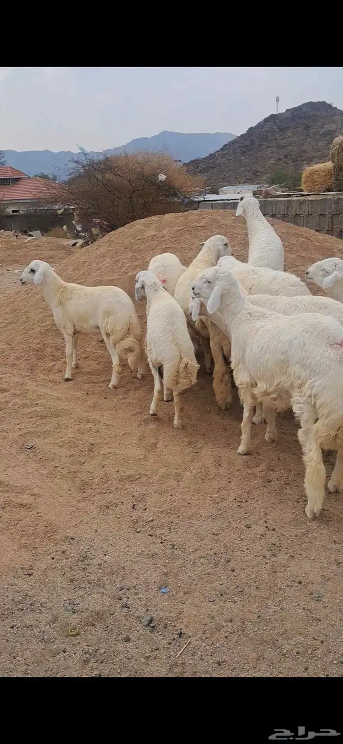 للبيع طليان جبره وفل شحم 2