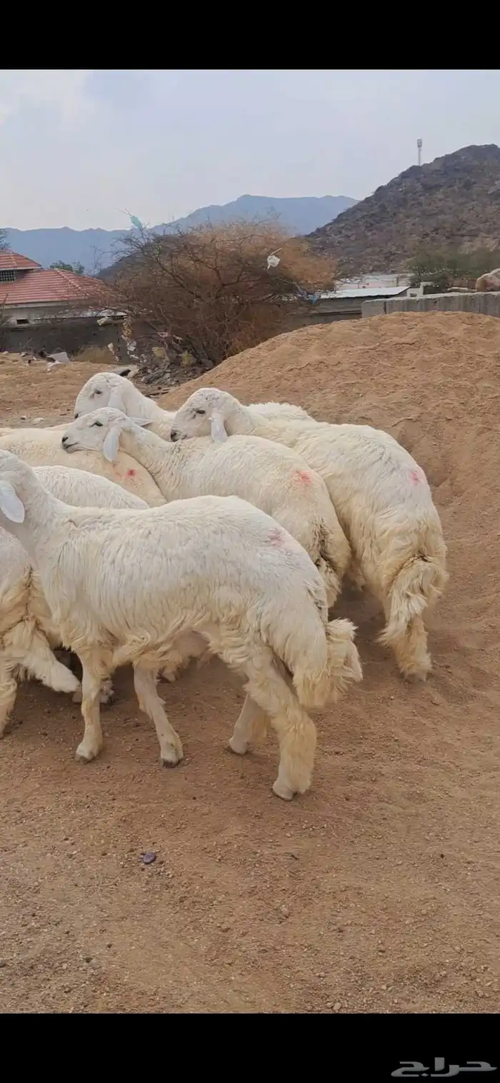 للبيع طليان جبره وفل شحم 3