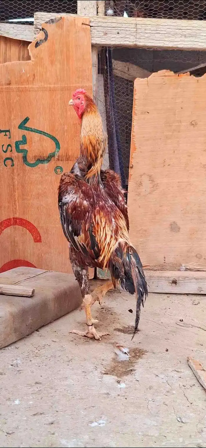 ديك شامو ياباني 3