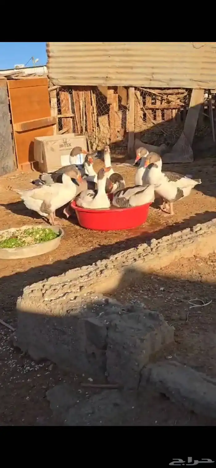 وز بلدي للبيع 3