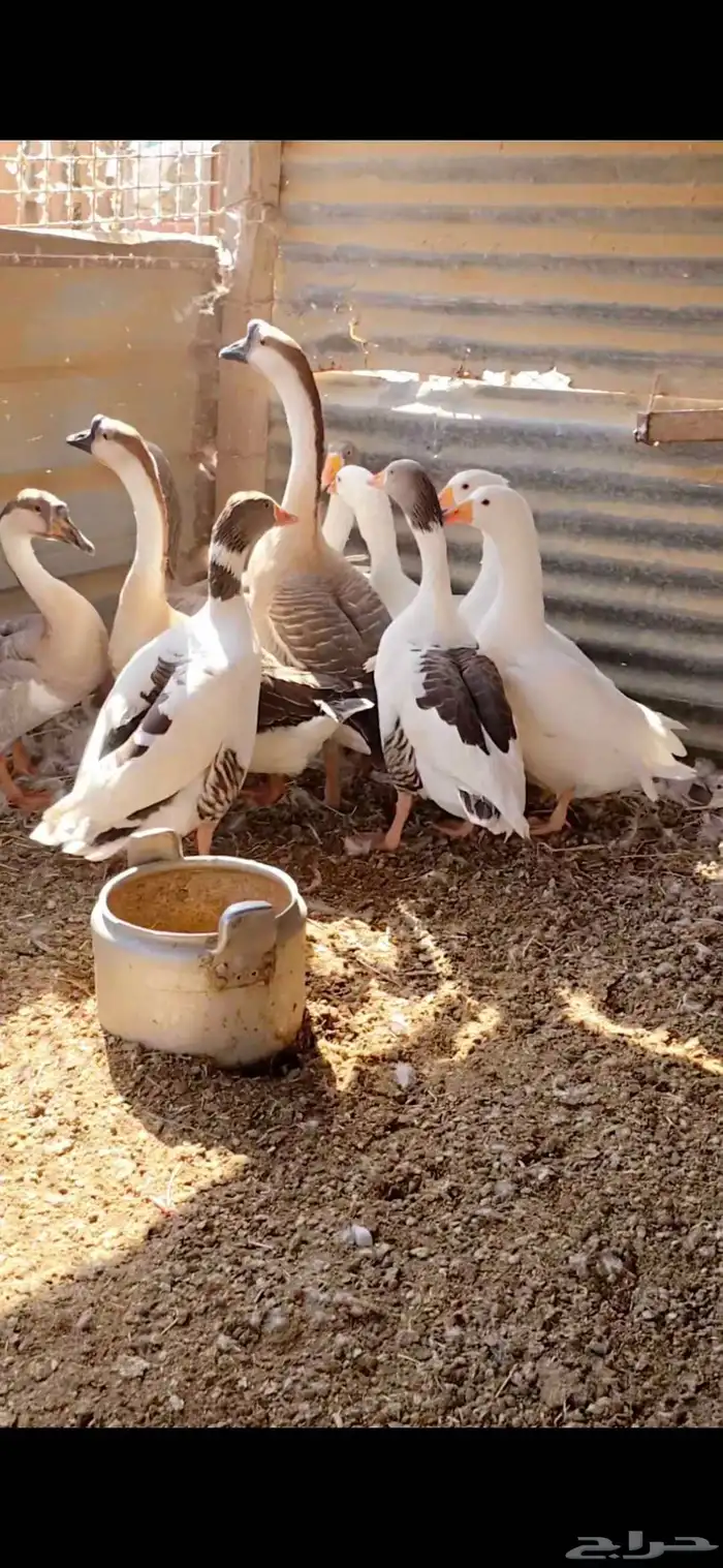 وز بلدي للبيع 0