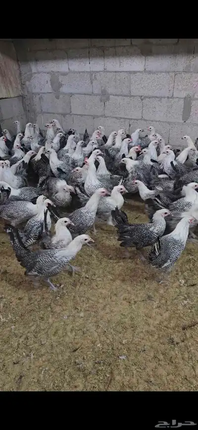 للبيع دجاج فيومي كلها دجاج باقي ان شاء الله شهر يبدا بيض index